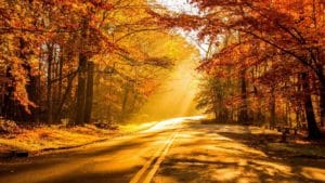 The sun shines down on a road in the fall, casting a warm and golden light on the season's foliage.