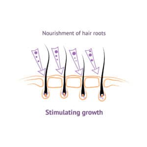 Nourishment of hair roots