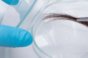 Putting hair sample on a petri dish for an epigenetic hair test